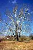 sycamore.jpg (5754 bytes)